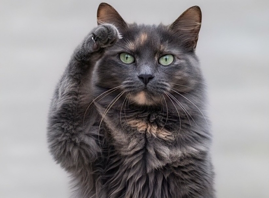 Cracking the Cat Code